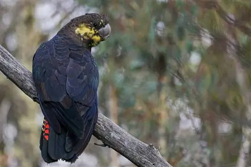 Cacatua nero lucido