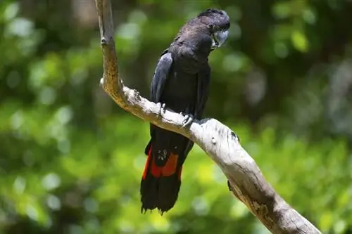 cacatua nero dalla coda rossa