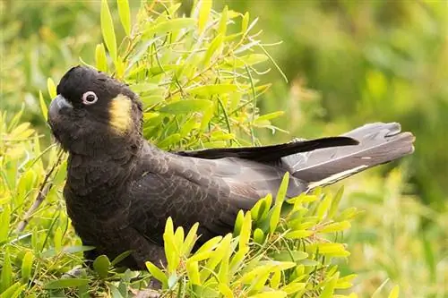 Cacatua nero dalla coda gialla