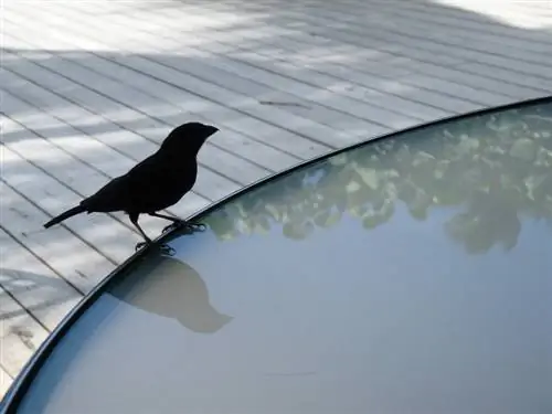 Itim na finch na nakatayo sa gilid ng pool