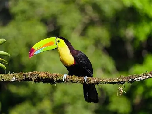 Tucano dal becco a chiglia