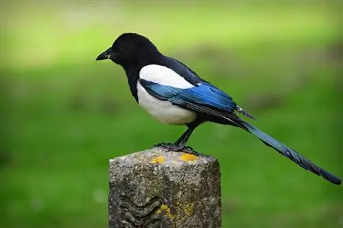 Magpie sitter på en stolpe