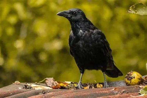 10 schwarze Haustiervogelarten, die Sie mit nach Hause nehmen können (mit Bildern)