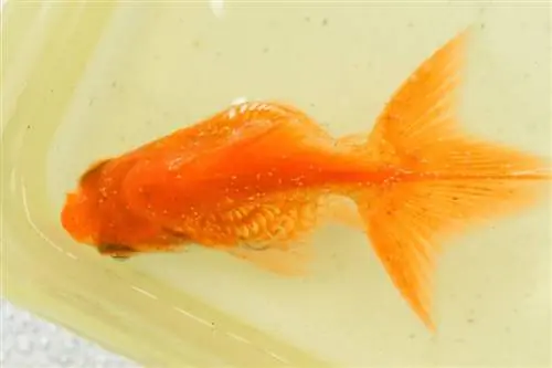 Hoe om Goldfish Ich in 7 eenvoudige stappe te behandel (siektebeheer)