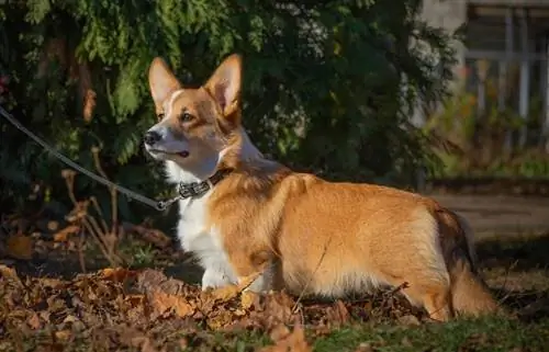 corgi con una correa de cuero al aire libre