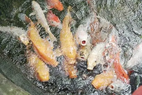 grande corrida de peixes dourados por comida