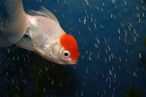 Rooi Cap Oranda Goudvis