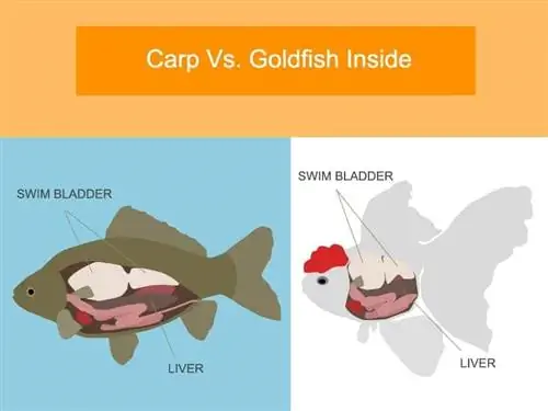 goldfishvscarp