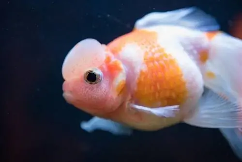 White Crown Pearlscale Goldfish_Vasin Srethaphakdi_shutterstock