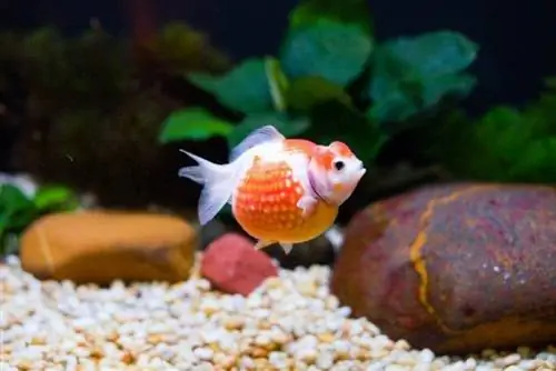 Pearlscale Goldfish: Maelezo ya Msingi, Vidokezo vya Utunzaji & Picha