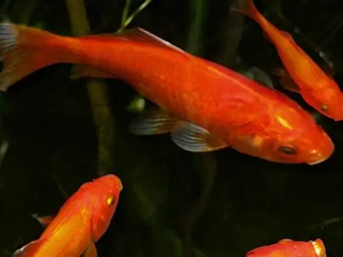 Perché il mio pesce rosso diventa rosso? Motivi & Domande frequenti