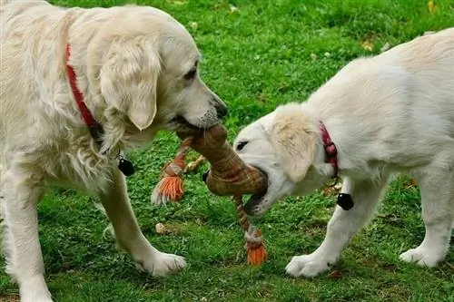 dois cachorros brincando