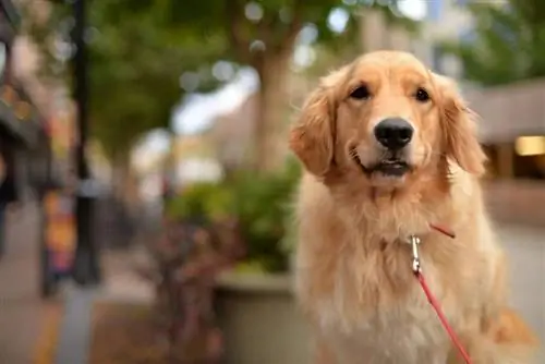 perro perdiguero de oro