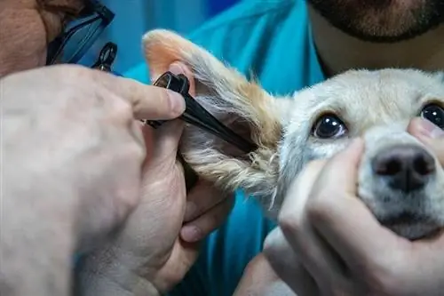 infezione del cane