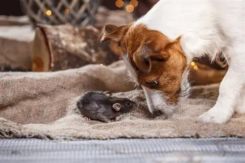 brown-domestic-rat-and-dogs-Jack-Russell-Terrier_dezy_shutterstock