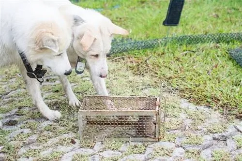 Hond deur rot gebyt? Hier is wat om te doen! (Veearts se antwoord)