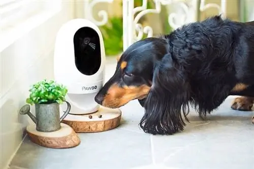 Pawbo Life Pet Camera med hund