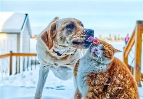 Adakah Anjing Makan Kucing? Apa yang Anda Perlu Tahu