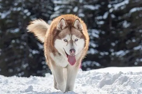 Husky