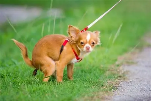 Cómo entrenar a un chihuahua para ir al baño: 5 pasos rápidos y sencillos &