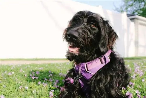 čierny goldendoodle pes ležiaci vonku