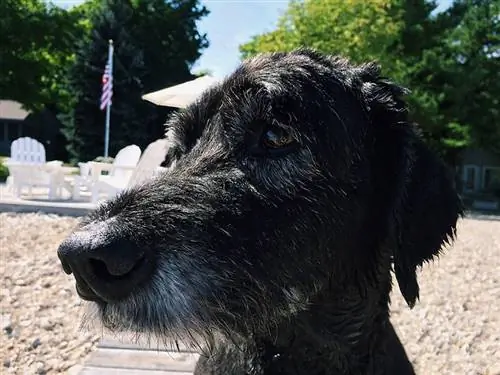 крупный план черной собаки Goldendoodle