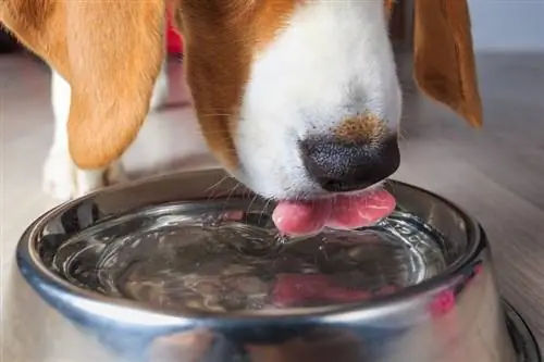 Perro beagle bebiendo agua clara