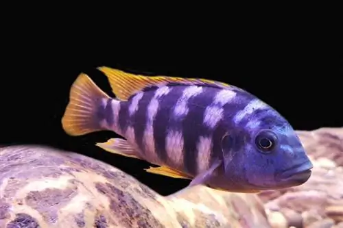 Mbuna cichlid makean veden akvaariossa