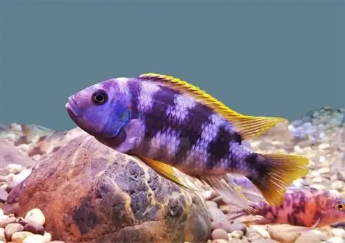 Mbuna Cichlids: Ръководство за грижа, сортове & Продължителност на живота (със снимки)