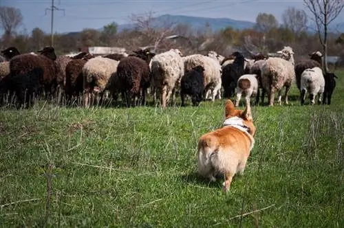 pembroke Welsh corgi σκύλος που βοσκάει ένα κοπάδι με πρόβατα