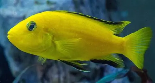 cichlid kuning elektrik