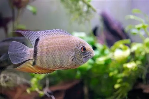 Severum ciklide