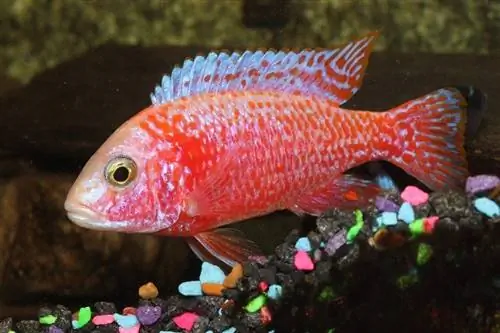 Pou Cichlid