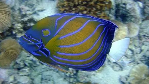 Angelfish