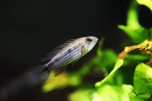 Ikan cichlid kerdil Agassiz di dalam tangki