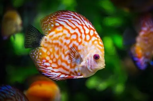 Discus Ntses