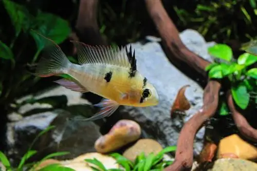 bolivian ram cichlid hauv thoob dej yug ntses