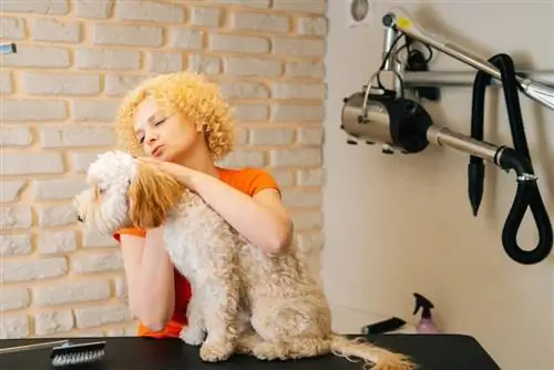 šišanje pasa labradoodle