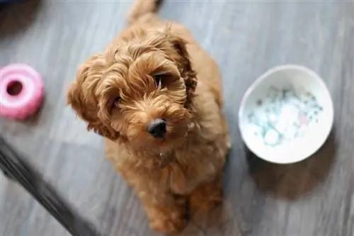 cucciolo di labradoodle alzando lo sguardo