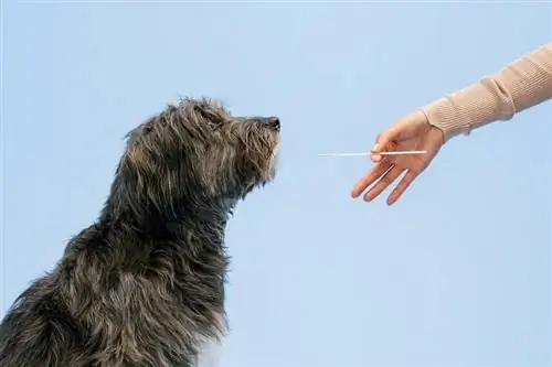 Teste de DNA Essencial de Cão do Painel de Sabedoria