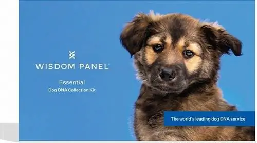 Wisdom Panel Dog DNA Test Kit Review 2023: Er det en god verdi?