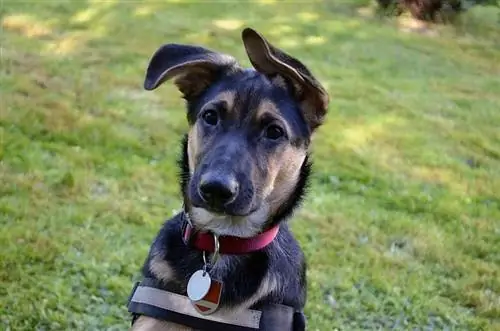 Mixed-breed German shepherd at Labrador Retriever_Mickis-Fotowelt_shutterstock