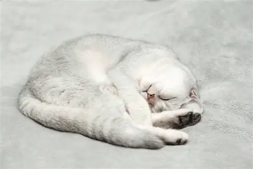 Gümüş British Shorthair pişiyi yatır