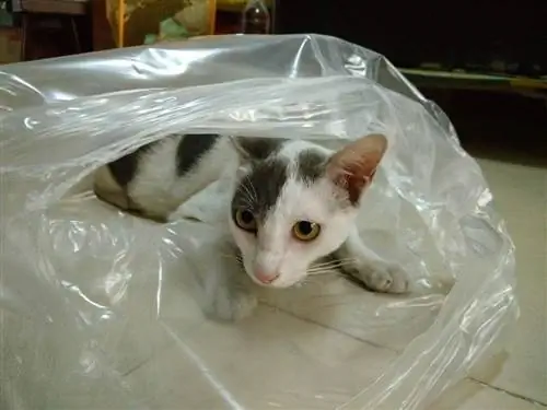 angstige siamese kat in een plastic zak