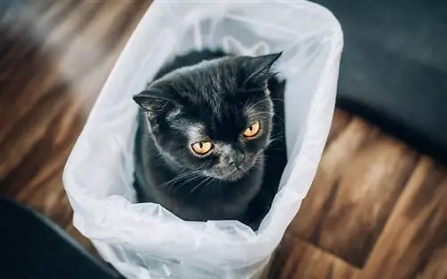 zwarte korthaar kat in een plastic zak