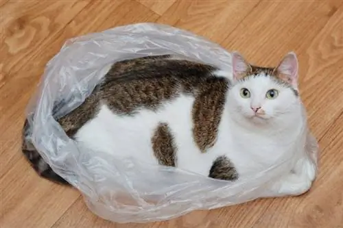 Waarom zitten katten graag op plastic zakken? 6 waarschijnlijke redenen