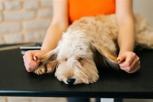 schattige gekrulde Labradoodle-hond