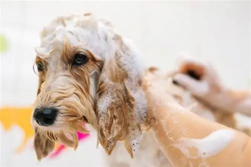 labradoodle prenent un bany