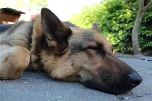 gembala jerman tidur di jalanan