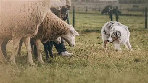 Sådan underholder du en hyrdehund: 6 eksperttip & tricks